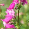 PENSTEMON 'Threave Pink' -Garden Grace Store penstemon threave pink 6160343