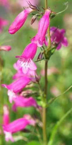 PENSTEMON 'Threave Pink'