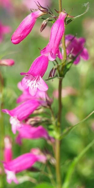 PENSTEMON 'Threave Pink' 3 PENSTEMON 'Threave Pink'