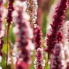 BISTORTA Affinis 'Superba' -Garden Grace Store persicaria affinis superba 7010668