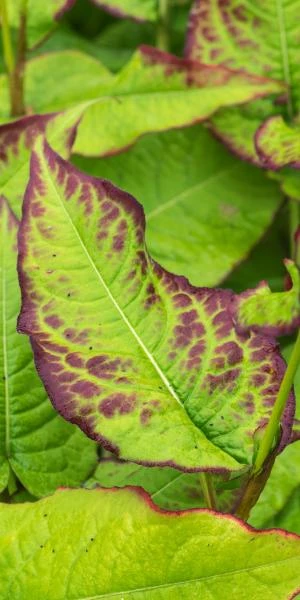 BISTORTA Amplexicaulis 'JS Caliente'PBR 4 BISTORTA Amplexicaulis 'JS Caliente'PBR - Image 2