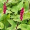 BISTORTA Amplexicaulis 'JS Caliente'PBR -Garden Grace Store persicaria amplexicaulis j s caliente 9290624