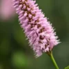 BISTORTA Officinalis 'Superba' -Garden Grace Store persicaria bistorta superba 5170154