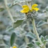 PHLOMIS Grandiflora 'Lloyd's Silver' -Garden Grace Store phlomis grandiflora lloyd s silver 222804