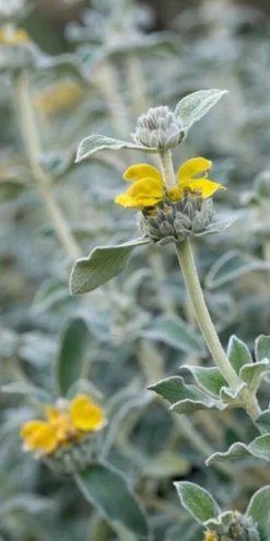 PHLOMIS Grandiflora 'Lloyd's Silver'
