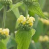 PHLOMIS Russeliana -Garden Grace Store phlomis russeliana 1