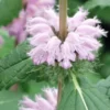 PHLOMOIDES Tuberosa 'Amazone' -Garden Grace Store phlomis tuberosum amazone 2