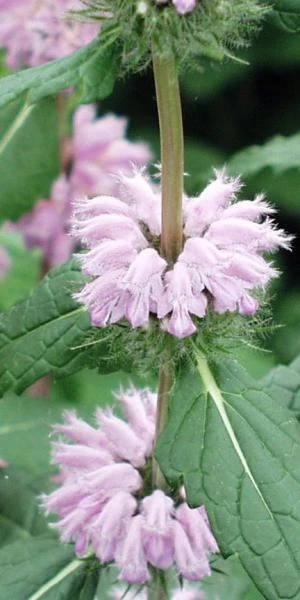 PHLOMOIDES Tuberosa 'Amazone' 3 PHLOMOIDES Tuberosa 'Amazone'