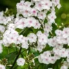PHLOX Maculata 'Delta' -Garden Grace Store phlox delta 7130254