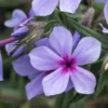 PHLOX Divaricata Subsp.laphamii 'Chattahoochee' 2 PHLOX Divaricata Subsp.laphamii 'Chattahoochee' -Garden Grace Store phlox divaricata subsp 2