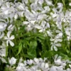 PHLOX Divaricata 'White Perfume' -Garden Grace Store phlox divaricata white perfume 5141137