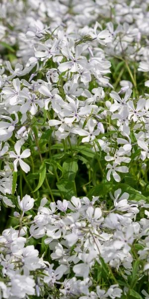 PHLOX Divaricata 'White Perfume' 3 PHLOX Divaricata 'White Perfume'