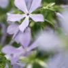PHLOX Divaricata 'Clouds Of Perfume' -Garden Grace Store phlox diviricata clouds of perfume 4210273