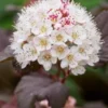 PHYSOCARPUS Opulifolius 'Lady In Red' PBR -Garden Grace Store physocarpus o