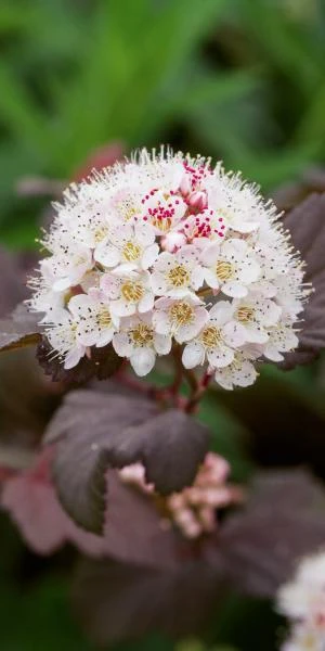 PHYSOCARPUS Opulifolius 'Lady In Red' PBR 3 PHYSOCARPUS Opulifolius 'Lady In Red' PBR