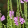 PHYSOSTEGIA Virginiana 'Vivid'
