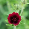 POTENTILLA Thurberi 'Monarch's Velvet' -Garden Grace Store potentilla monarchs velvet web