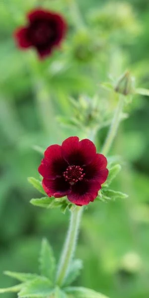 POTENTILLA Thurberi 'Monarch's Velvet' 3 POTENTILLA Thurberi 'Monarch's Velvet'