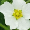 POTENTILLA 'White Queen' -Garden Grace Store potentilla white queen