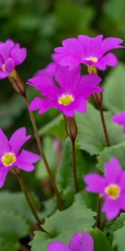 PRIMULA 'Barbara Midwinter' (Pr)