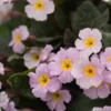PRIMULA 'Guinevere' (Pr/Poly) -Garden Grace Store primula guinevere 4131464