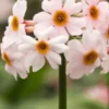 PRIMULA Japonica 'Alba' -Garden Grace Store primula japonica alba 5060008