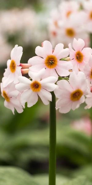 PRIMULA Japonica 'Alba' 3 PRIMULA Japonica 'Alba'