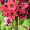 PRIMULA Japonica 'Miller's Crimson' (Pf) -Garden Grace Store primula japonica miller s crimson 5090040