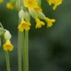 PRIMULA Veris (Pr) -Garden Grace Store primula veris 4130552
