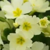 PRIMULA Vulgaris (Pr/Prim) -Garden Grace Store primula vulgaris 2201015