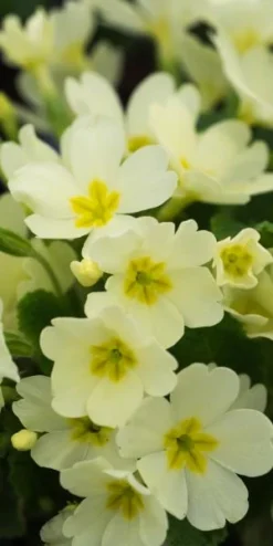 PRIMULA Vulgaris (Pr/Prim)
