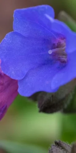 PULMONARIA 'Blue Ensign' -Garden Grace Store pulmonaria blue ensign 1270180