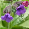 PULMONARIA 'Diana Clare' -Garden Grace Store pulmonaria diana clare 2060474