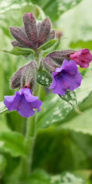 PULMONARIA 'Diana Clare' 3 PULMONARIA 'Diana Clare'
