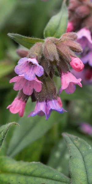PULMONARIA 'Stillingfleet Meg' 3 PULMONARIA 'Stillingfleet Meg'