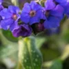 PULMONARIA 'Trevi Fountain'