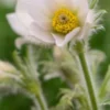 PULSATILLA Vulgaris 'Alba' -Garden Grace Store pulsatilla vulgaris alba 3200038 2