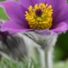 PULSATILLA Vulgaris 'Blaue Glocke' -Garden Grace Store pulsatilla vulgaris blau glocke 3170647