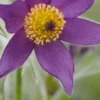 PULSATILLA Vulgaris -Garden Grace Store pulsatilla vulgaris web 4060212