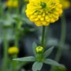 RANUNCULUS Montanus Double-flowered -Garden Grace Store ranunculus montanus double flowered 3240101