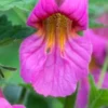 REHMANNIA 'Walberton's Magic Dragon' PBR -Garden Grace Store rehmannia walberton s magic dragon 5100003