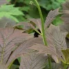 RODGERSIA Podophylla 2 RODGERSIA Podophylla -Garden Grace Store rodgersia podophylla 4211843