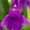 ROSCOEA Purpurea -Garden Grace Store roscoea purpurea 6230030