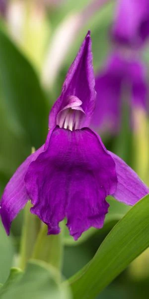 ROSCOEA Purpurea 3 ROSCOEA Purpurea