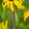 RUDBECKIA Fulgida 'American Gold Rush' PBR -Garden Grace Store rudbeckia fulgida american gold rush 8150505