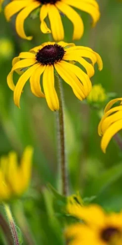 RUDBECKIA Fulgida 'American Gold Rush' PBR
