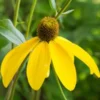 RUDBECKIA Laciniata 'Herbstsonne' -Garden Grace Store rudbeckia laciniata herbstsonne 9120241