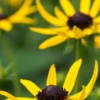 RUDBECKIA 'Little Goldstar' PBR -Garden Grace Store rudbeckia little goldstar 8090129