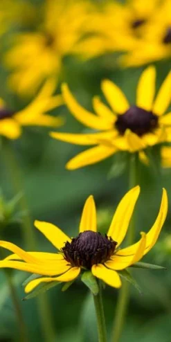 RUDBECKIA 'Little Goldstar' PBR