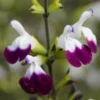 SALVIA 'Amethyst Lips' PBR -Garden Grace Store salvia amethyst lips web